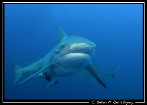 A curious one ... by Raoul Caprez 